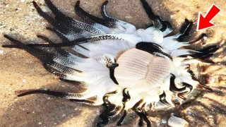 Sinh vật KHÔNG THUỘC VỀ TRÁI ĐẤT trôi dạt vào bờ biển Úc